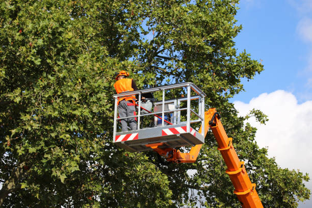 Best Tree Removal Services  in Jonesville, VA